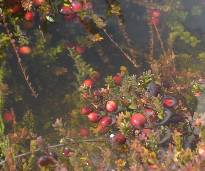 cranberry bogs